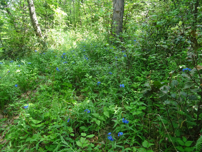 Buglossoides purpurocaerulea (L.) I.M. Johnst. (Boraginaceae)